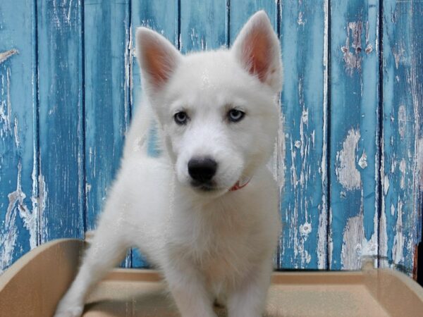 Siberian Husky-DOG-Female-White-24657-Petland Racine, Wisconsin