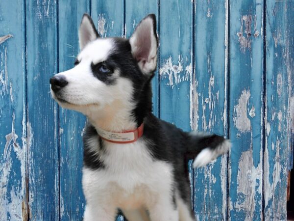 Siberian Husky-DOG-Female-Black / White-24656-Petland Racine, Wisconsin