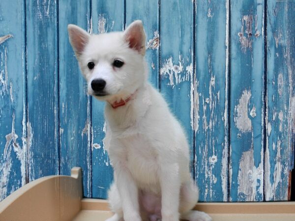 Alaskan Klee Kai/ American Eskimo Dog-DOG-Female-White-24664-Petland Racine, Wisconsin