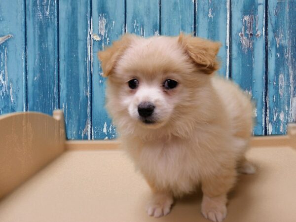 Pomapoo 2nd Gen-DOG-Female-Cream-24659-Petland Racine, Wisconsin