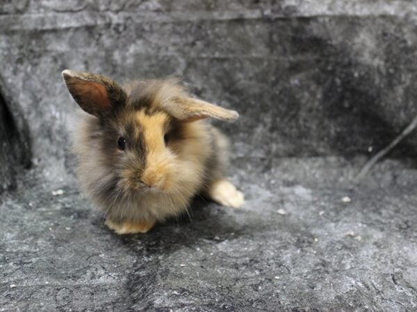 Lionhead/Holland Lop-RABBIT-Female-Harlequin-24669-Petland Racine, Wisconsin