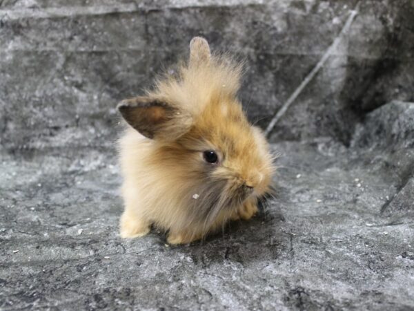 Lionhead/Holland Lop-RABBIT-Male-Harlequin-24670-Petland Racine, Wisconsin