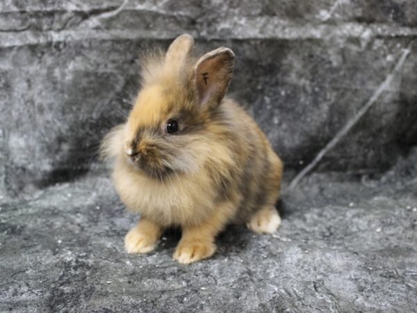 Lionhead/Holland Lop-RABBIT-Female-Harlequin-24671-Petland Racine, Wisconsin