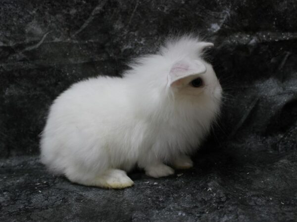 Lionhead/Holland Lop-RABBIT-Female-white-24673-Petland Racine, Wisconsin