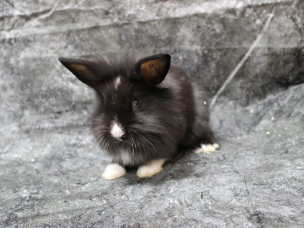 Lionhead/Holland Lop-RABBIT-Male-Black-24674-Petland Racine, Wisconsin