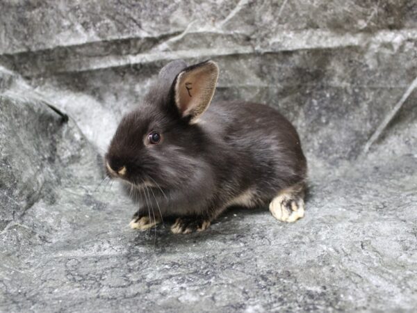 Lionhead/Holland Lop-RABBIT-Female-Black Otter-24676-Petland Racine, Wisconsin