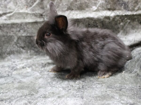 Lionhead/Holland Lop-RABBIT-Male-Black-24677-Petland Racine, Wisconsin