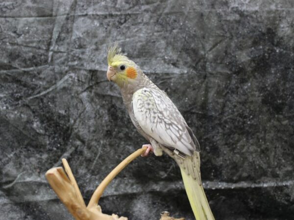 Cockatiel-BIRD--pearl-24651-Petland Racine, Wisconsin