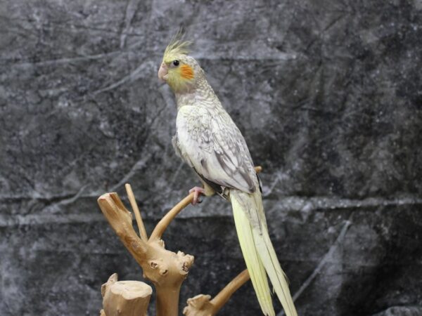 Cockatiel-BIRD--Pearl-24652-Petland Racine, Wisconsin