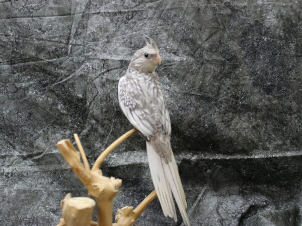 Cockatiel-BIRD--White Face Pearl-24650-Petland Racine, Wisconsin