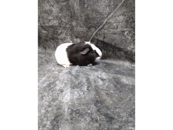 American Guinea Pig-GUINEA PIG-Female-Black & White-24679-Petland Racine, Wisconsin