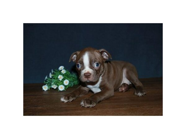 Boston Terrier-DOG-Male-Chocolate / White-24704-Petland Racine, Wisconsin