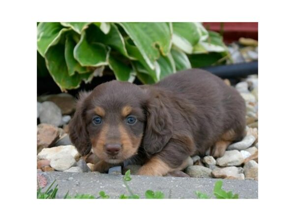 Dachshund-DOG-Male-Chocolate / Tan-24695-Petland Racine, Wisconsin
