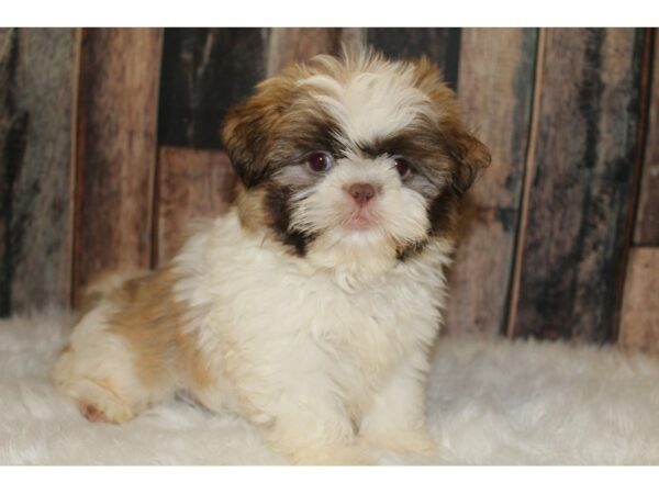 Shih Tzu-DOG-Male-White/Brown-15802-Petland Racine, Wisconsin