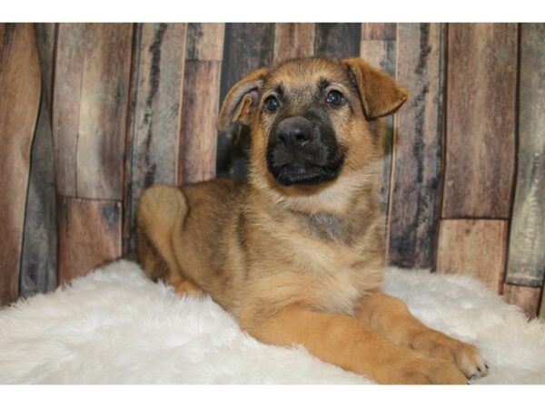 German Shepherd-DOG-Female-Black/Tan-15806-Petland Racine, Wisconsin