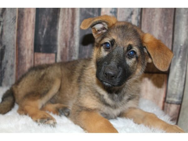 German Shepherd-DOG-Female-Black/Tan-15807-Petland Racine, Wisconsin