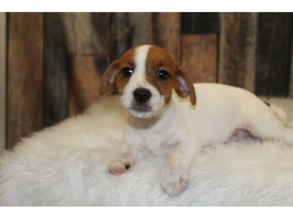 Jack Russell Terrier-DOG-Male-Brown/White-15808-Petland Racine, Wisconsin