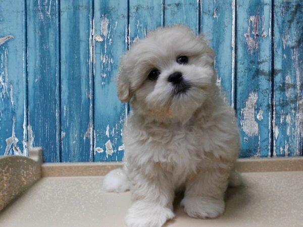 Shihpom DOG Male Cream 24698 Petland Racine, Wisconsin