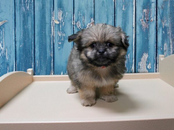 Shihpom DOG Female Brindle 24700 Petland Racine, Wisconsin