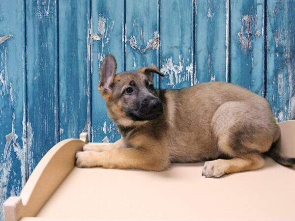 German Shepherd-DOG-Female-BLK/TAN-24688-Petland Racine, Wisconsin