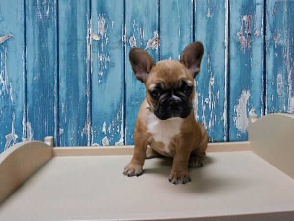 French Bulldog-DOG-Female-RED FAWN-24706-Petland Racine, Wisconsin