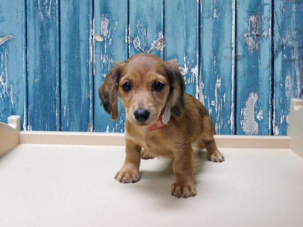Dachshund-DOG-Female-Chocolate-24696-Petland Racine, Wisconsin