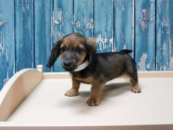 Dachshund-DOG-Female-Brown / Tan-24693-Petland Racine, Wisconsin