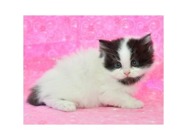 Persian-CAT-Female-White-15816-Petland Racine, Wisconsin