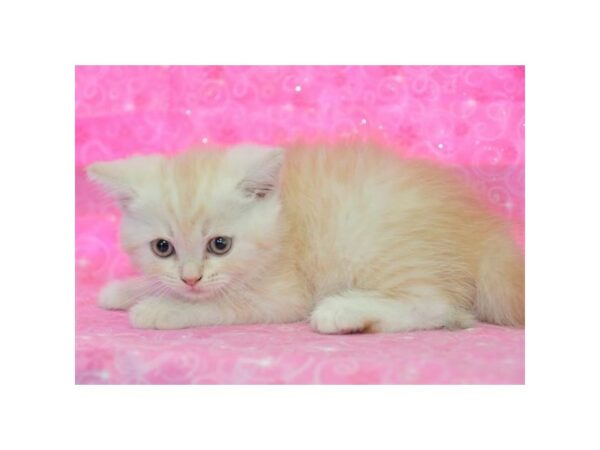 Persian-CAT-Male-Cream-15814-Petland Racine, Wisconsin