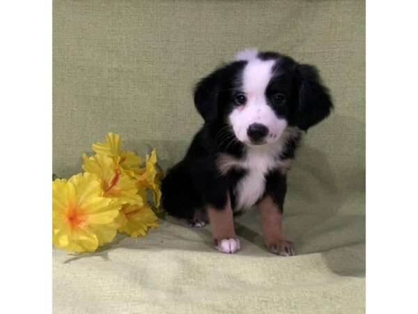 Australian Shepherd-DOG-Female-Tri-Colored-15819-Petland Racine, Wisconsin