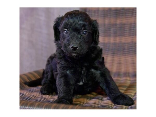 Goldendoodle Mini 2nd Gen-DOG-Male-Black-15821-Petland Racine, Wisconsin