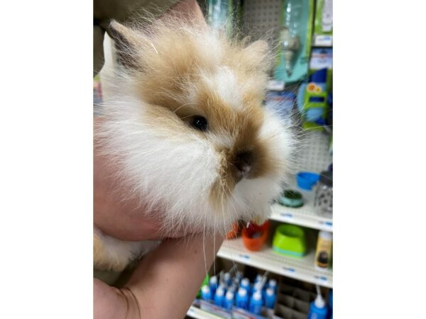 Lionhead-RABBIT-Male--24714-Petland Racine, Wisconsin