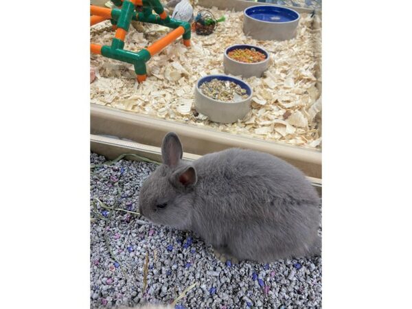 Netherland Dwarf-RABBIT-Male--24715-Petland Racine, Wisconsin