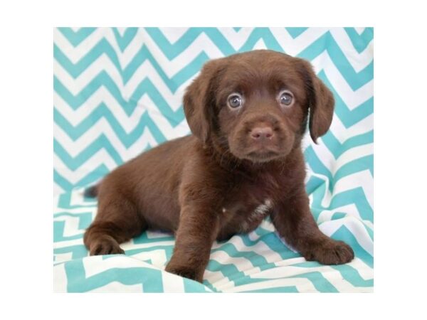 Mini Labradoodle DOG Male Chocolate 24731 Petland Racine, Wisconsin