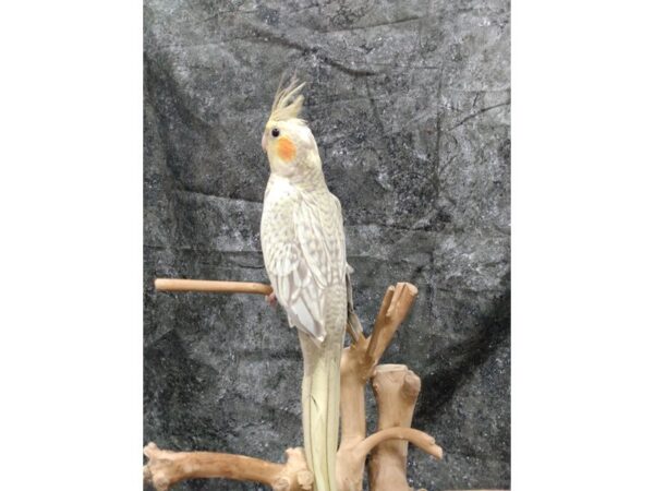 Cockatiel-BIRD--Yellow Face Pearl-24710-Petland Racine, Wisconsin