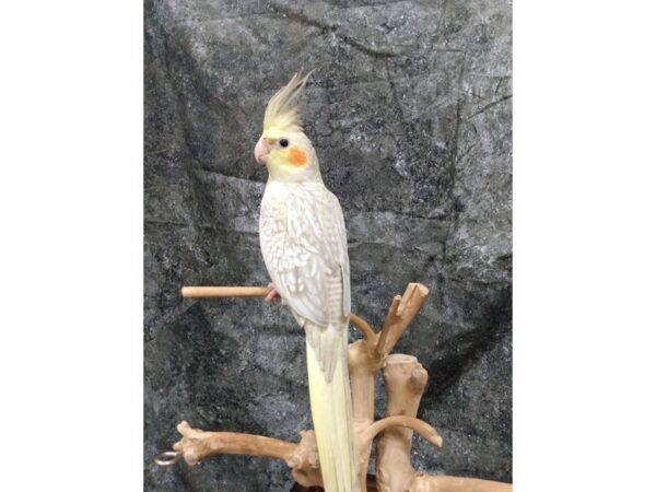 Cockatiel-BIRD--Yellow Face Pearl-24711-Petland Racine, Wisconsin