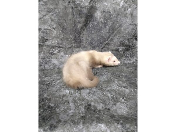 Ferret-FERRET-Male-Cinnamon-24707-Petland Racine, Wisconsin