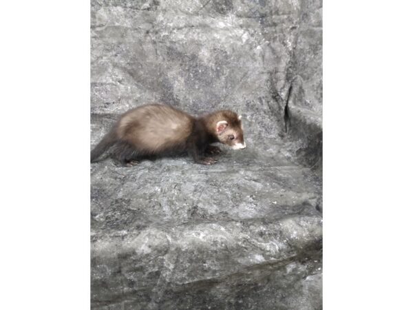 Ferret-FERRET-Male--24708-Petland Racine, Wisconsin