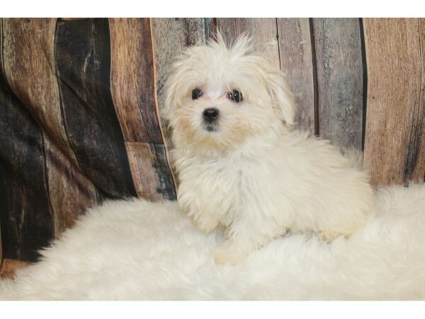 Maltese-DOG-Female-White-15810-Petland Racine, Wisconsin