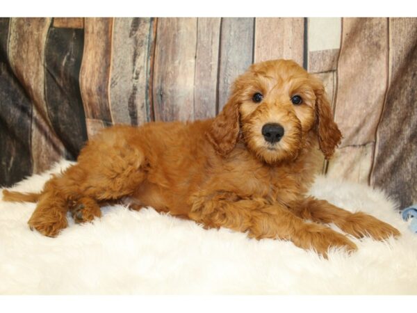 Goldendoodle 2nd Gen-DOG-Male-Apricot-15811-Petland Racine, Wisconsin