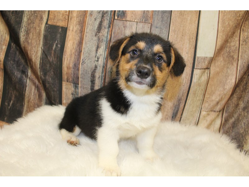 Pembroke Welsh Corgi