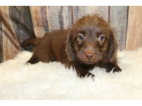 Mini Labradoodle DOG Male Chocolate 15820 Petland Racine, Wisconsin