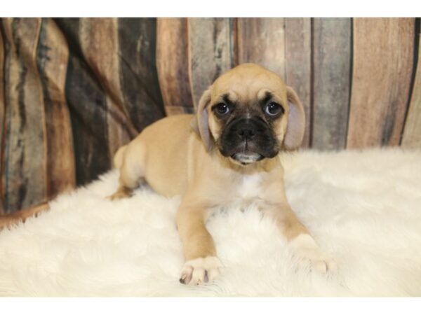 Puggle 2nd Gen DOG Female Fawn 15822 Petland Racine, Wisconsin