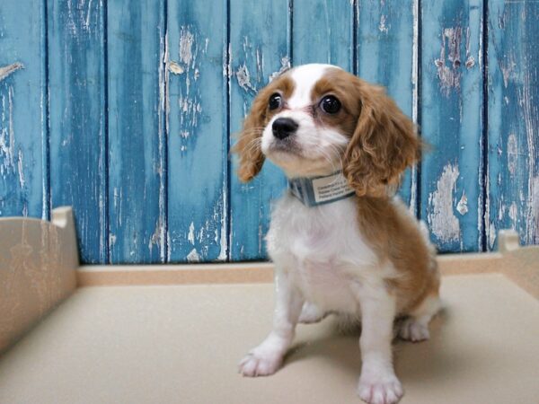 F1B Cavachon-DOG-Female-BLEN-24733-Petland Racine, Wisconsin