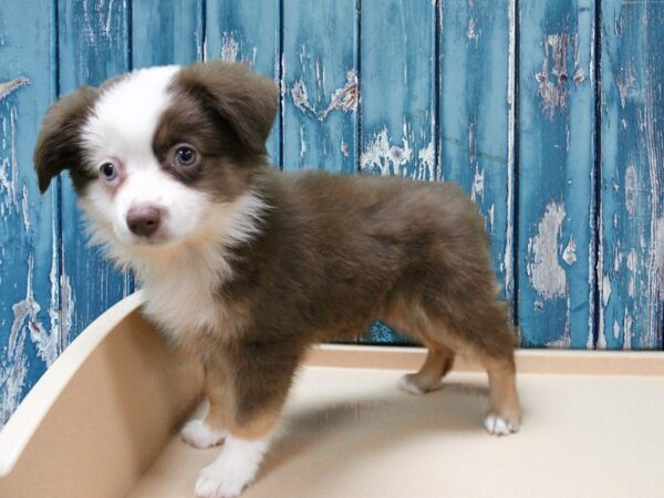 Australian Shepherd-DOG-Female-Chocolate / White-24718-Petland Racine, Wisconsin