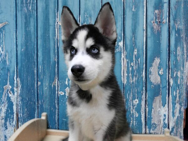 Siberian Husky-DOG-Male-Black / White-24729-Petland Racine, Wisconsin