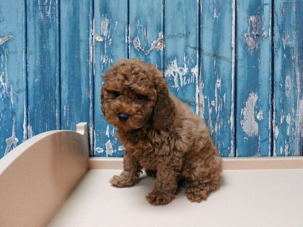 Poodle-DOG-Male-Red-24720-Petland Racine, Wisconsin