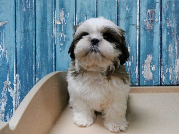 Shih Tzu-DOG-Male-Red / White-24722-Petland Racine, Wisconsin
