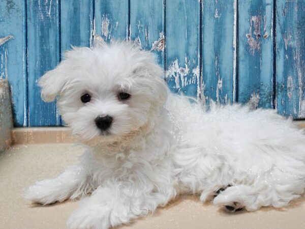 Maltese-DOG-Male-White-24727-Petland Racine, Wisconsin