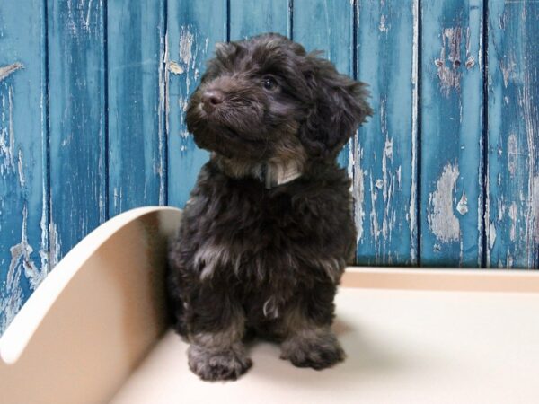 Poovanese-DOG-Male-CH/TN-24735-Petland Racine, Wisconsin